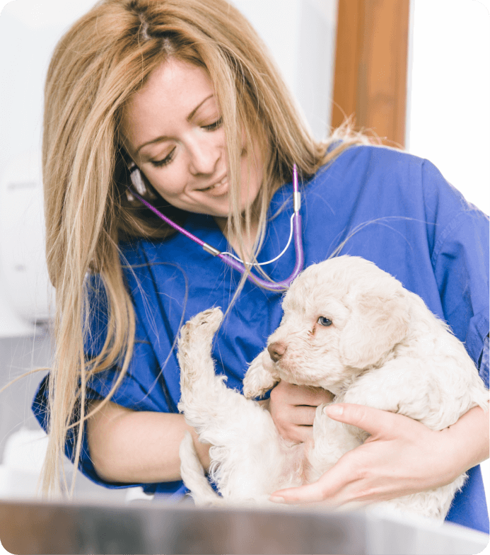 Thorough vet examination of your puppy