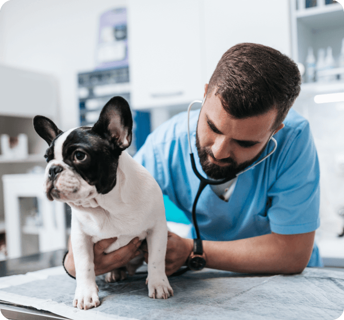 Ensuring Your Pup Is Healthy