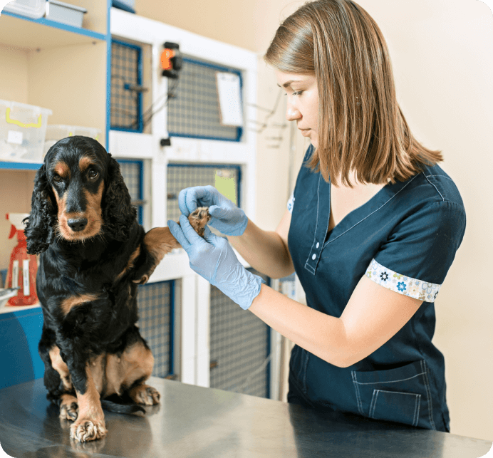 Getting the Paperwork Your Puppy Needs to Travel Across State Lines