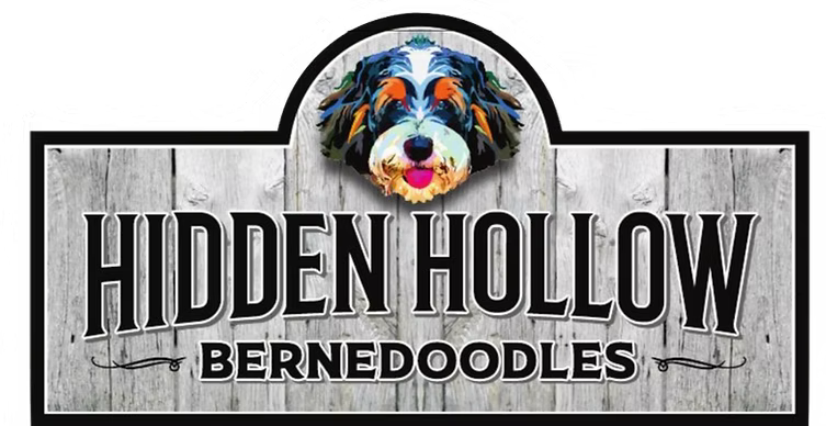 Hidden Hollow Bernedoodles logo